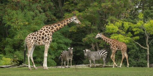 An example exhibit at the North Carolina Zoo in Asheboro featuring a baby giraffe near its mother and two zebras with green trees in the background