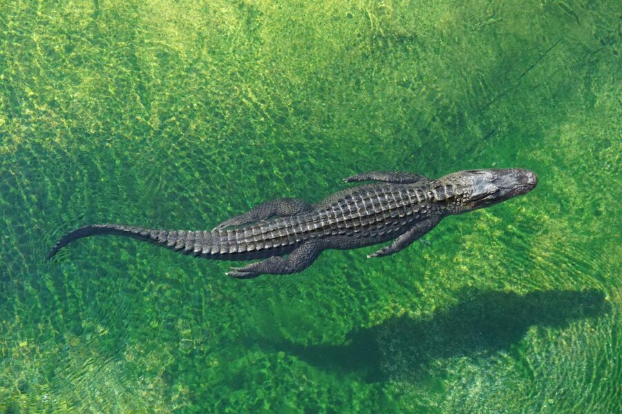 Exploring the NC Alligator River Wildlife Refuge