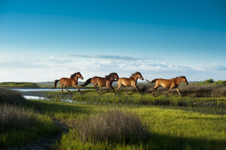 Along the wind-swept barrier islands of North Carolina, a group of unexpected residents still roams: the NC Outer Banks Horses!